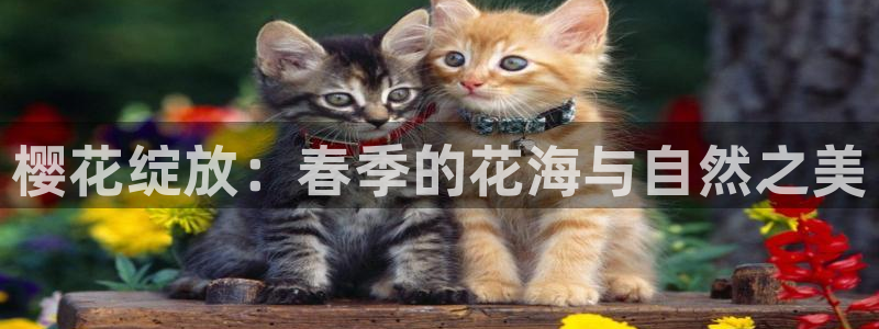 星空无限传媒免费观看高清