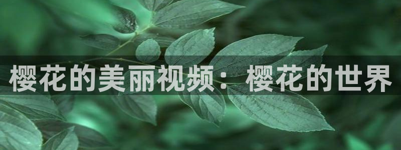 8050二级樱花视频